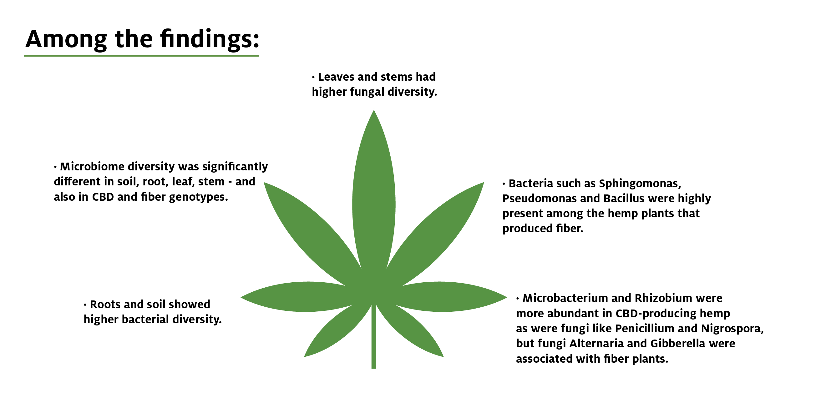 Among the findings: Leaves and stems had higher fungal diversity. Microbiome diversity was significantly different in soil, root, leaf, stem — and also in CBD and fiber genotypes. Bacteria such as Sphingomonas, Pseudomonas and Bacillus were highly present among the hemp plants that produced fiber. Roots and soil showed higher bacterial diversity. Microbacterium and Rhizobium were more abundant in CBD-producing hemp as were fungi like Penicillium and Nigrospora, but fungi Alternaria and Gibberella were associated with fiber plants.