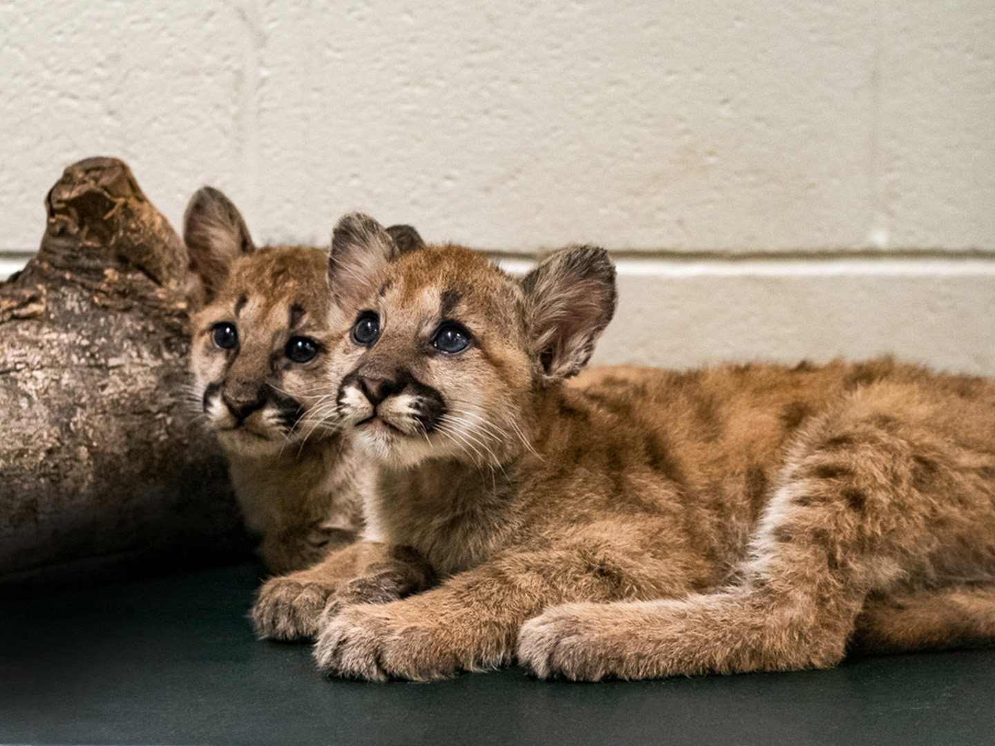 Shasta VII and Louie as cubs in 2022.