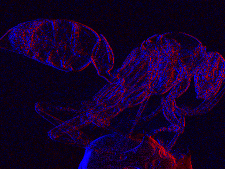 X-ray image of a wasp, displaying enhanced details of its anatomical structure in red and blue colors.